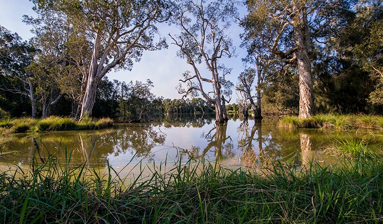 Seaham Swamp Nature Reserve. Photo: John Spencer &copy; DPIE