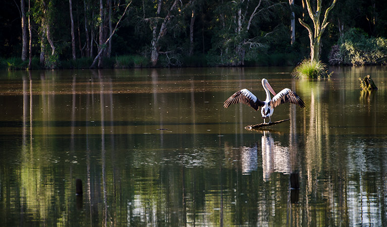 Seaham Swamp Nature Reserve. Photo: John Spencer &copy; DPIE