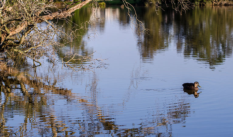 Seaham Swamp Nature Reserve. Photo: John Spencer