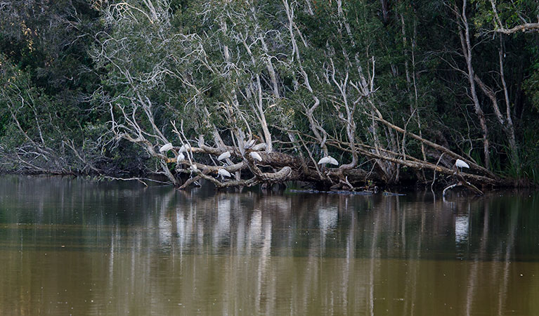 Seaham Swamp Bird Hide, Seaham Swamp Nature Reserve. Photo: John Spencer