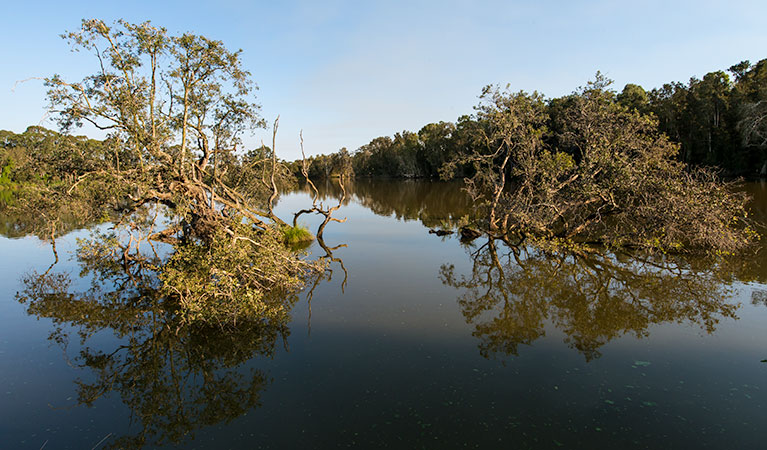 Seaham Swamp walk, Seaham Swamp Nature Reserve. Photo: John Spencer &copy; OEH