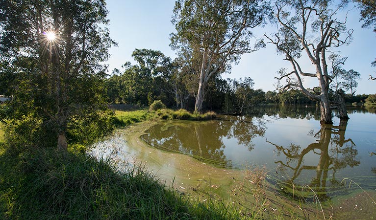 Seaham Swamp walk, Seaham Swamp Nature Reserve. Photo: John Spencer &copy; OEH