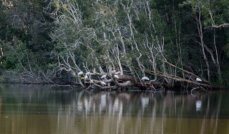 Seaham Swamp walk, Seaham Swamp Nature Reserve. Photo: John Spencer