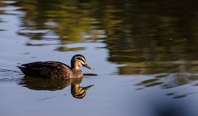 Seaham Swamp walk, Seaham Swamp Nature Reserve. Photo: John Spencer