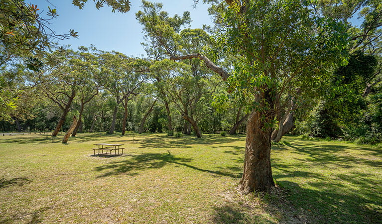 A large grassy clearing with a picnic table at Beach Road picnic area, surrounded by trees in Seven Mile Beach National Park. Photo: John Spencer &copy; DPIE