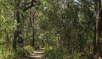 Sand Track South, Seven Mile Beach National Park. Photo: P Lunnon