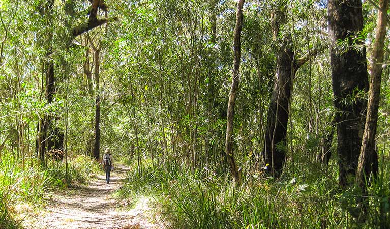 Seven Mile Beach National Park. Photo: P Lunnon/NSW Government