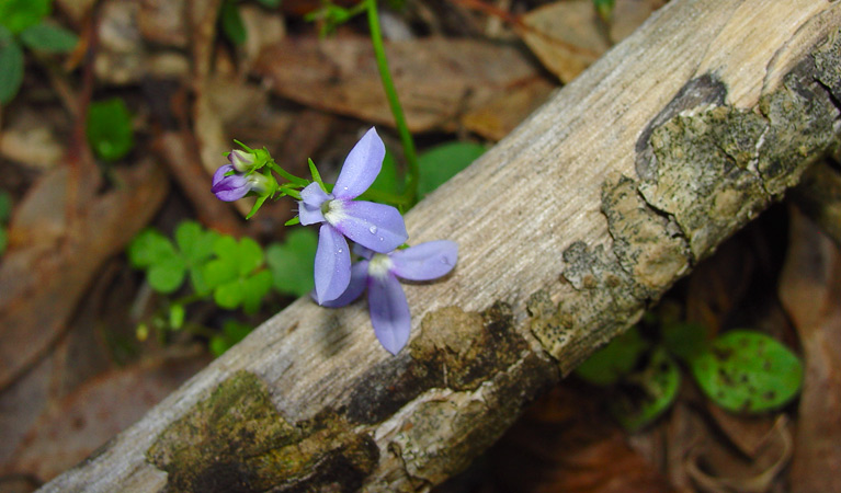 Wildflowers, Sherwood Nature Reserve. Photo: Lynn Rees/OEH