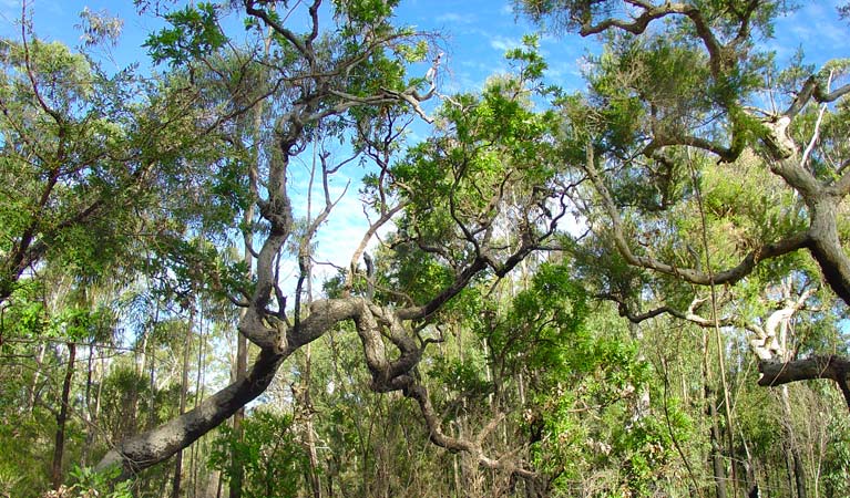 Sherwood Forest drive, Sherwood Nature Park. Photo: L Rees