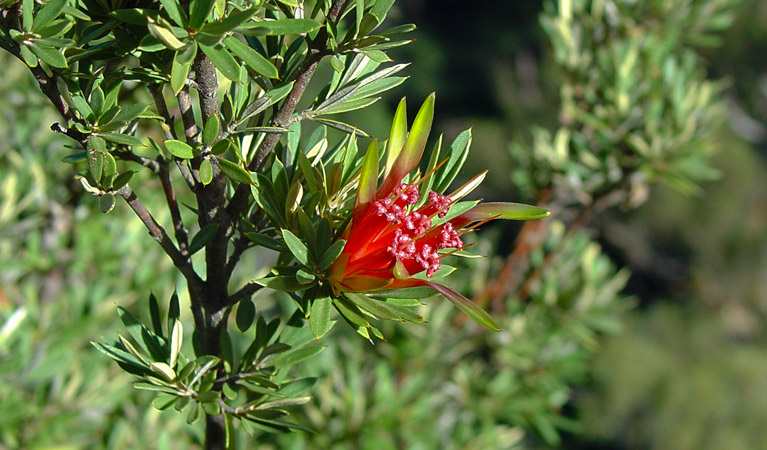 Sherwood Forest drive, Sherwood Nature Reserve. Photo: A Ingarfield