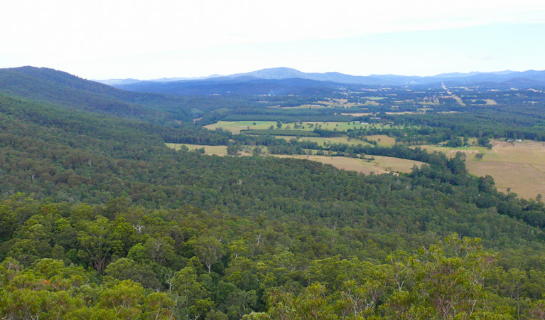 Sherwood Forest drive, Sherwood Nature Reserve. Photo: A Ingarfield