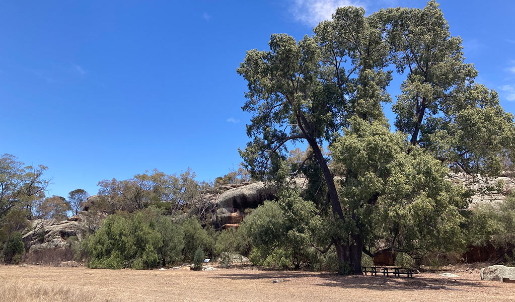 Snake Rock surrounded by vegetation and a tall tree in Snake Rock Aboriginal area. Credit: Wayne Miller &copy; DPE