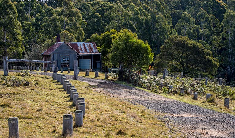 Unpaved road leading to Alexanders Hut, against a forest backdrop. Photo: John Spencer/OEH