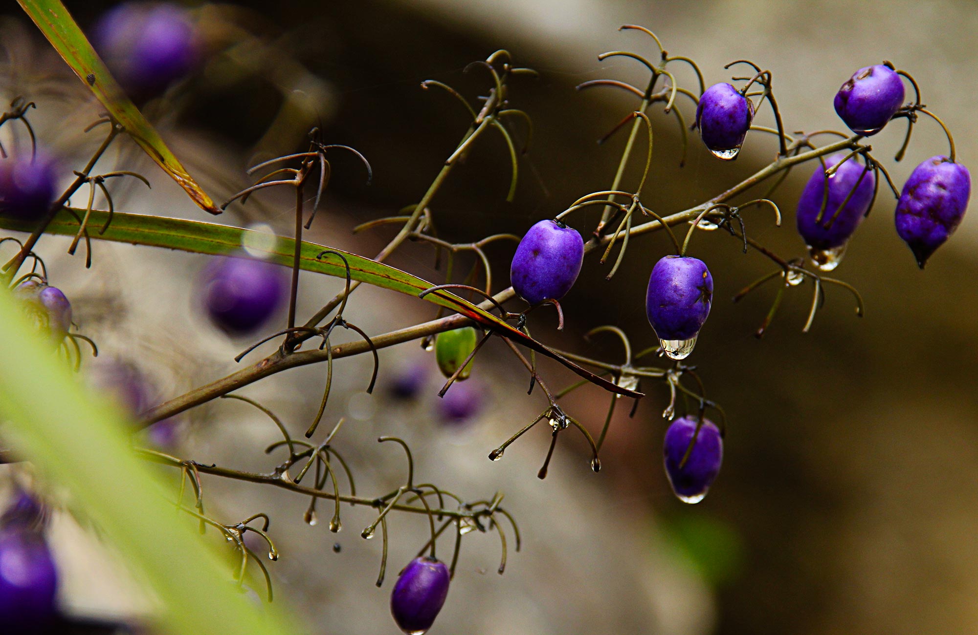 Purple berries. Photo:Debby McGerty