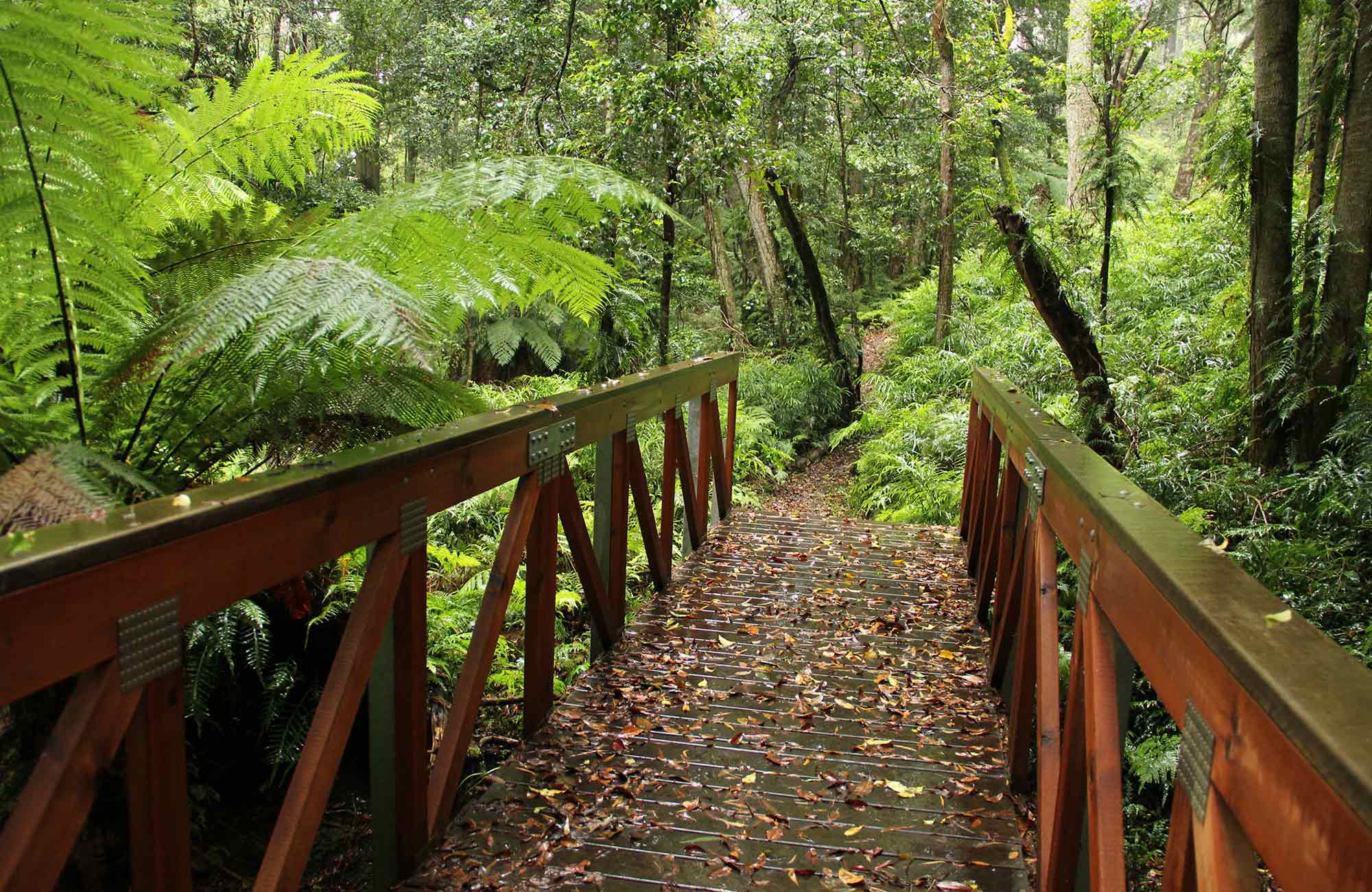 A bridge on the Goodenia Rainforest walk. Photo: John Yurasek