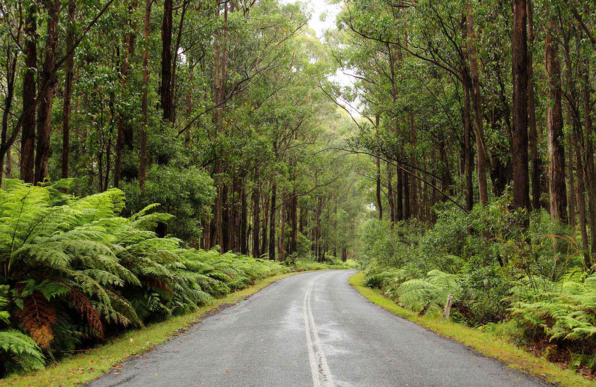 South East Forest National Park Nsw National Parks