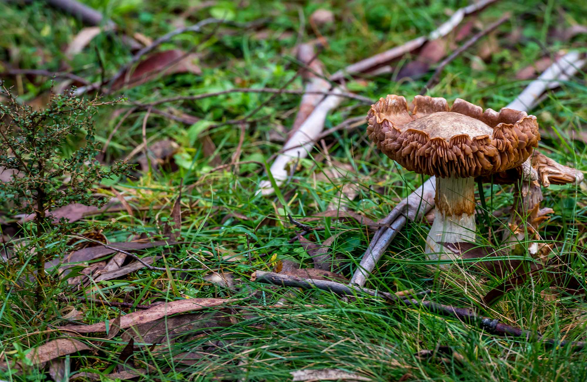 Grassy groundcover and bark with mushroom at Nunnock campground.   Photo: John Spencer/OEH.