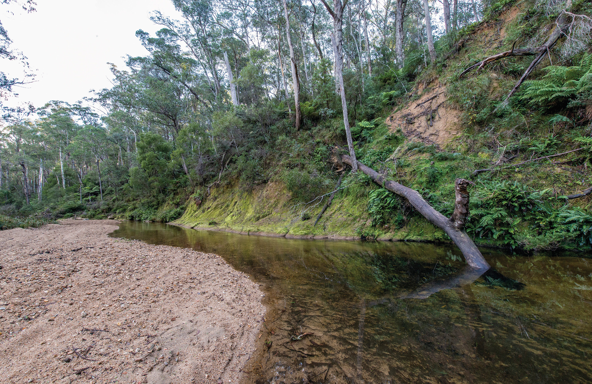 Sandy bend on Tantawangalo creek, with steep wooded creek bank opposite. Photo credit: John Spencer &copy; DPIE