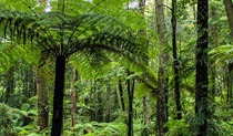 Goodenia Rainforest picnic area, South East Forest National Park. Photo credit: John Yurasek &copy; DPIE