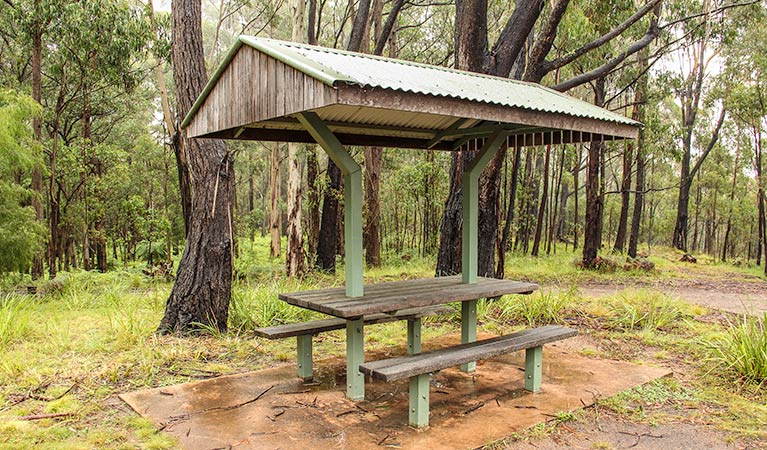 Goodenia Rainforest picnic area, South East Forest National Park. Photo: John Spencer