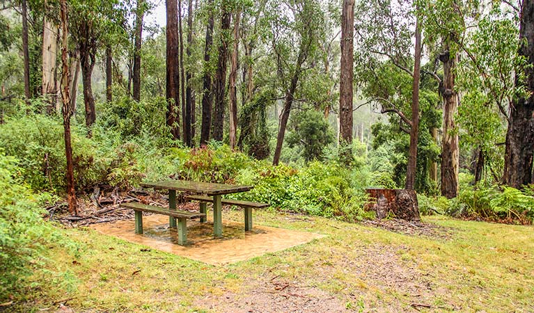Goodenia Rainforest picnic area, South East Forest National Park. Photo: John Spencer