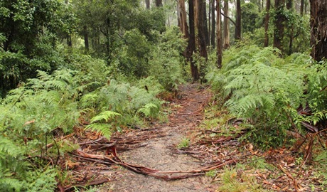 Goodenia Rainforest walk, South East Forest National Park. Photo credit: John Yurasek &copy; OEH