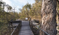 Myanba Gorge lookout, South East Forest National Park. Photo credit: John Spencer &copy; DPIE