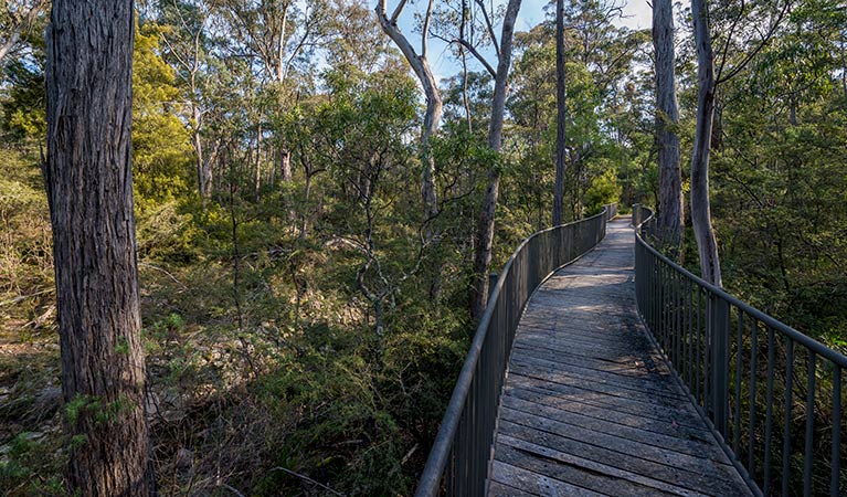 Myanba Gorge walking track, South East Forest National Park. Photo credit: John Spencer &copy; OEH