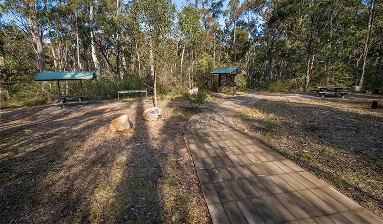 Myanba Gorge walking track, South East Forest National Park. Photo credit: John Spencer &copy; OEH