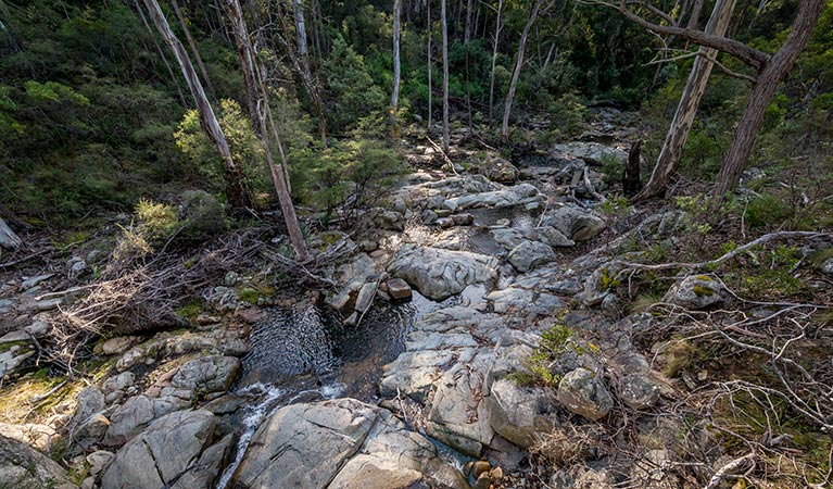 Myanba Gorge walking track, South East Forest National Park. Photo credit: John Spencer &copy; OEH