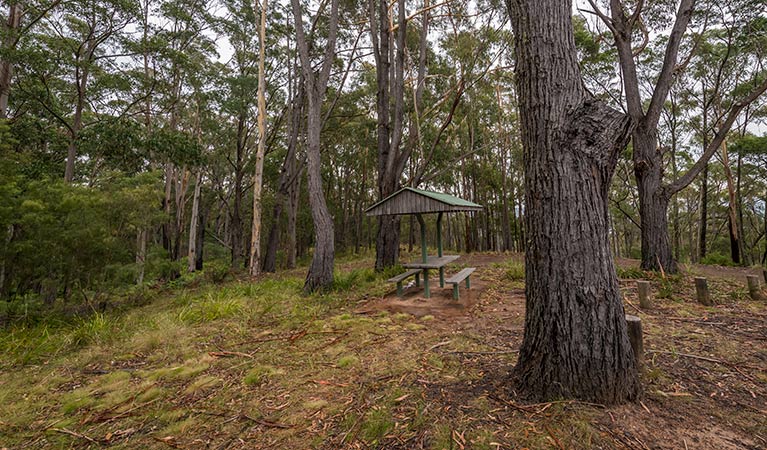 Myrtle Mountain lookout, South East Forest National Park. Photo credit: John Spencer &copy; DPIE