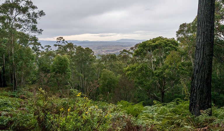 Myrtle Mountain lookout, South East Forest National Park. Photo credit: John Spencer &copy; DPIE