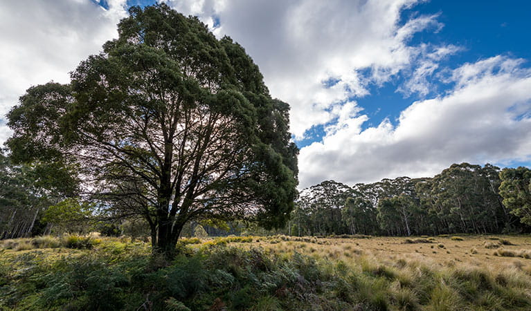 Large tree next to a grassy open area with a forest backdrop. Photo: John Spencer/OEH