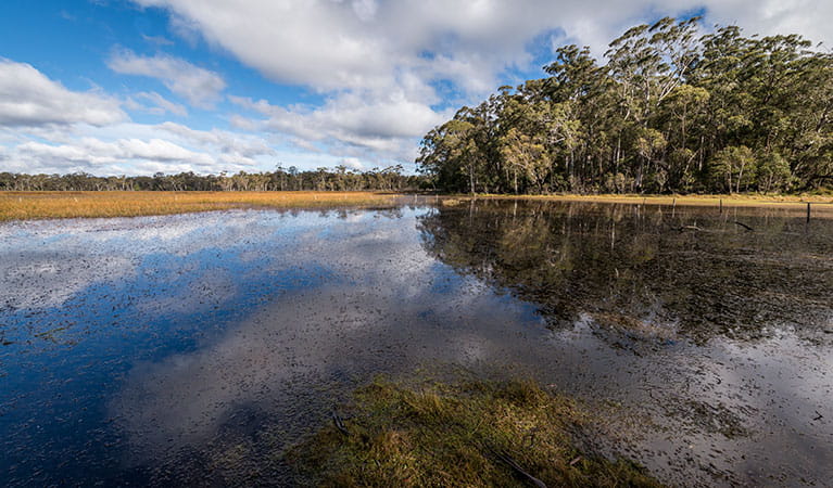 Nunnock Swamp surrounded by forest. Photo: John Spencer/OEH