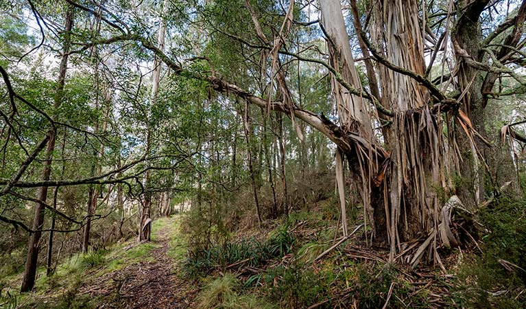 Walking track threading past huge tree and through open woodland.  Photo: John Spencer/OEH