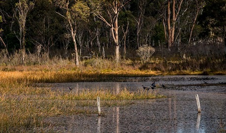 Nunnock Swamp and Grasslands walking tracks, South East Forest National Park. Photo credit: John Spencer &copy; OEH