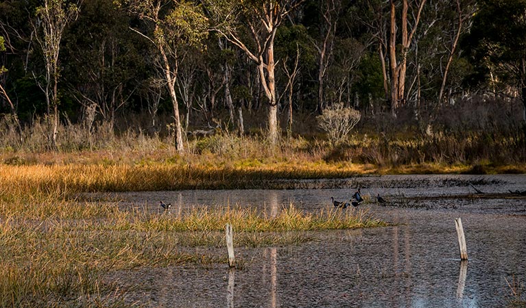 Nunnock Swamp and Grasslands walking tracks, South East Forest National Park. Photo credit: John Spencer &copy; DPIE