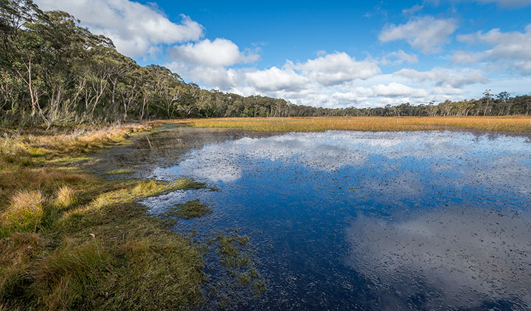 Nunnock Swamp and Grasslands walking tracks, South East Forest National Park. Photo credit: John Spencer