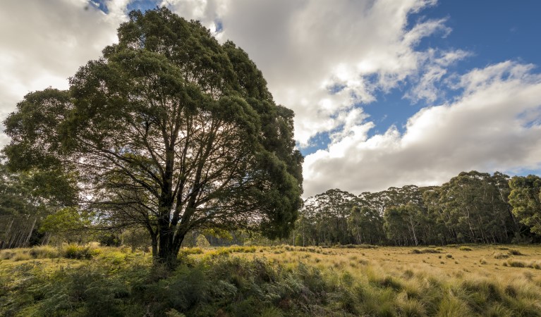 Grasslands along Nunnock Swamp and Grasslands walking tracks. Photo: John Spencer &copy; DPE