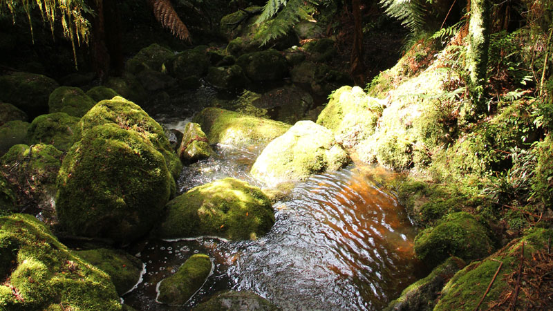 Carters Creek in South East Forest National Park. Photo credit: John Yurasek &copy; DPIE