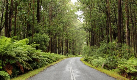 Road to Myrtle Mountain lookout, South East Forest National Park. Photo credit: John Yurasek &copy; DPIE