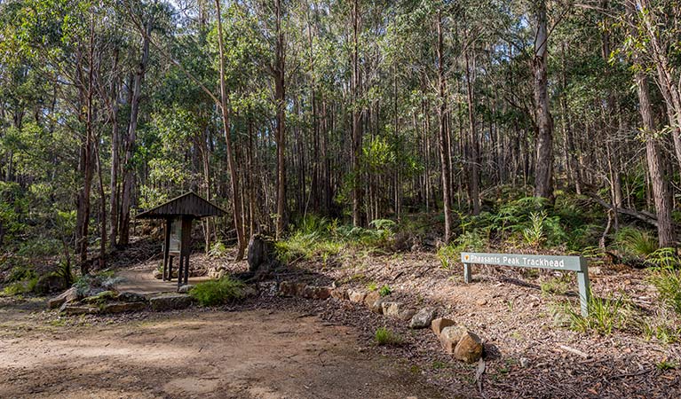 Pheasants Peak walking track, South East Forest National Park. Photo credit: John Spencer &copy; DPIE