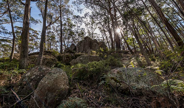 Pheasants Peak walking track, South East Forest National Park. Photo credit: John Spencer &copy; DPIE