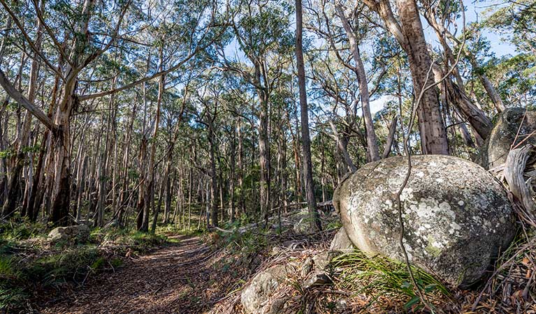 Pheasants Peak walking track, South East Forest National Park. Photo credit: John Spencer &copy; DPIE