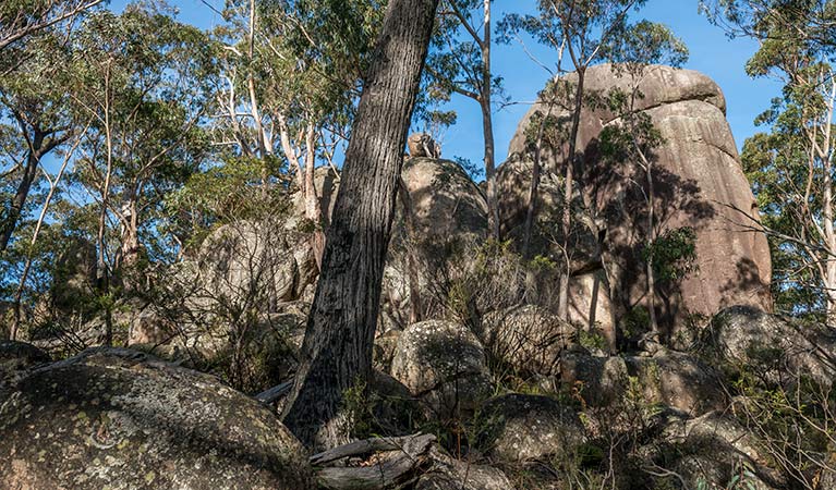 Pheasants Peak walking track, South East Forest National Park. Photo credit: John Spencer &copy; DPIE