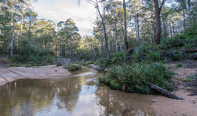 Clear waters of Tantawangalo Creek running through open forest. Photo: John Spencer/OEH