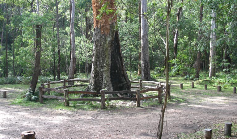 Six Mile Creek campground, South East Forest National Park. Photo credit: David Costello &copy; DPIE