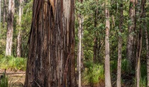 Waalimma picnic area, South East Forest National Park. Photo credit: John Spencer &copy; DPIE