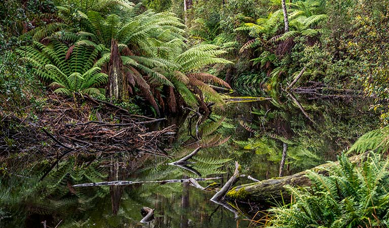 Waalimma picnic area, South East Forest National Park. Photo credit: John Spencer &copy; DPIE