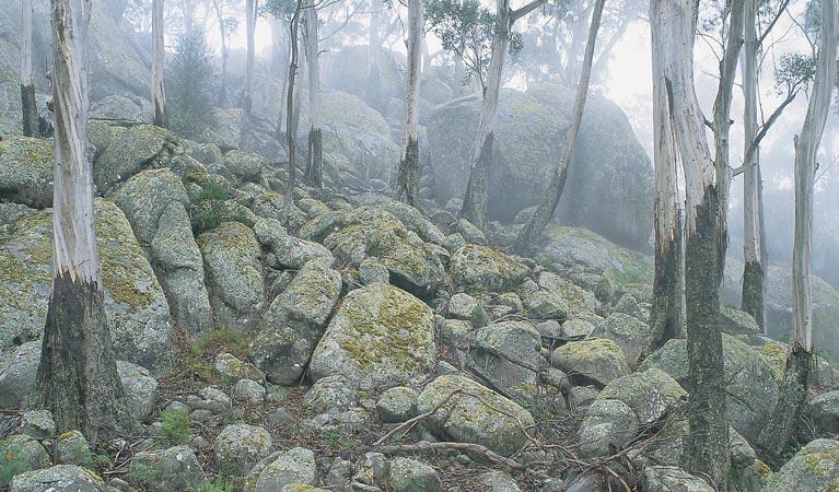 Waratah Gully campground, South East Forest National Park. Photo credit: Michael van Ewijk &copy; DPIE